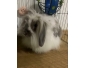 Lapin nain belier