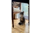 Chaton de 6 mois a donner