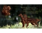 Chiots setter irlandais LOF