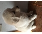 Chiots  croisés golden-berger suisse à vendre