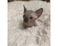 Sphynx Chaton