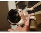 Chiots type border collie a reserver
