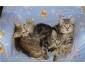 Chatons à donner