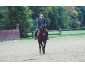 Propose service Cavalire