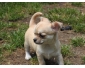 Offres Joli Chiot Type  Chihuahua Mâle