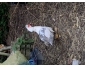 Canard mal barbarie