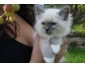 Chaton sacré birmanie femelle A DONNER