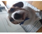 Buddy cherche une famille