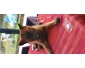 Chiots Berger Malinois