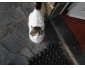 CHATON
