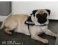 Carlin à adoptez