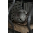 chinchillas + cage + accessoires