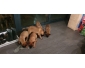Magnifique chiots malinois pur race