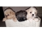 Chiot crois Pkinois -shih tzu