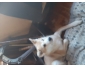 Akita inu