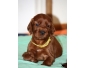 Chiot mle setter irlandais LOF