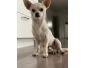 Adorable Chihuahua a saisir