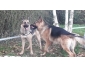 Chiots Berger Allemand