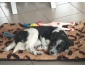 Chiot