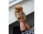 Adorables Spitz pomeranien