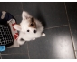 spitz femelle