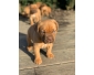 Chiots Dogue de Bordeaux