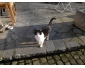 Chaton noir et blanc