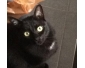 Chat noir cherche une nouvelle maison