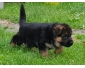 Chiots berger allemand LOF Disponible de suite