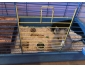 Lapin à vendre
