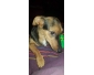 Chien à donner