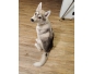 Magnifique chiot husky cherche nouvelle famille