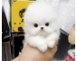 Chiot type poméranien blanc, propre, sociable, bonne entente avec les 