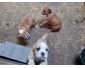 Chiots staffie