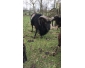 soay