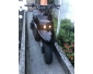 scooter  MBK Booster