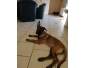 berger malinois