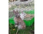 lapin nain