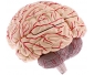 cerveau en plastique