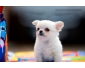 A donner chiot chihuahua femelle