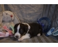 Chiots Berger Australien