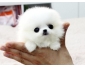 Chiot spitz nain a donner lof