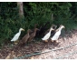 Canard coureur indien