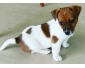Jack russel