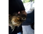 chaton a donner