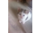 2 chatons a donner près de pont a celles