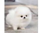 femelle, Pomeranian teacup lof