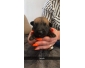 chiots berger malinois