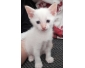 chatons Ã  vendre