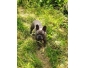 Bouledogue franÃ§ais bleu disponible pour saillie